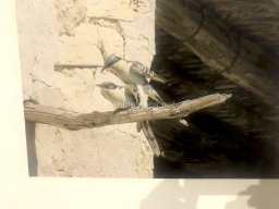 Exposición de aves de la comarca